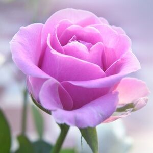 Meet your Posher, Maggie